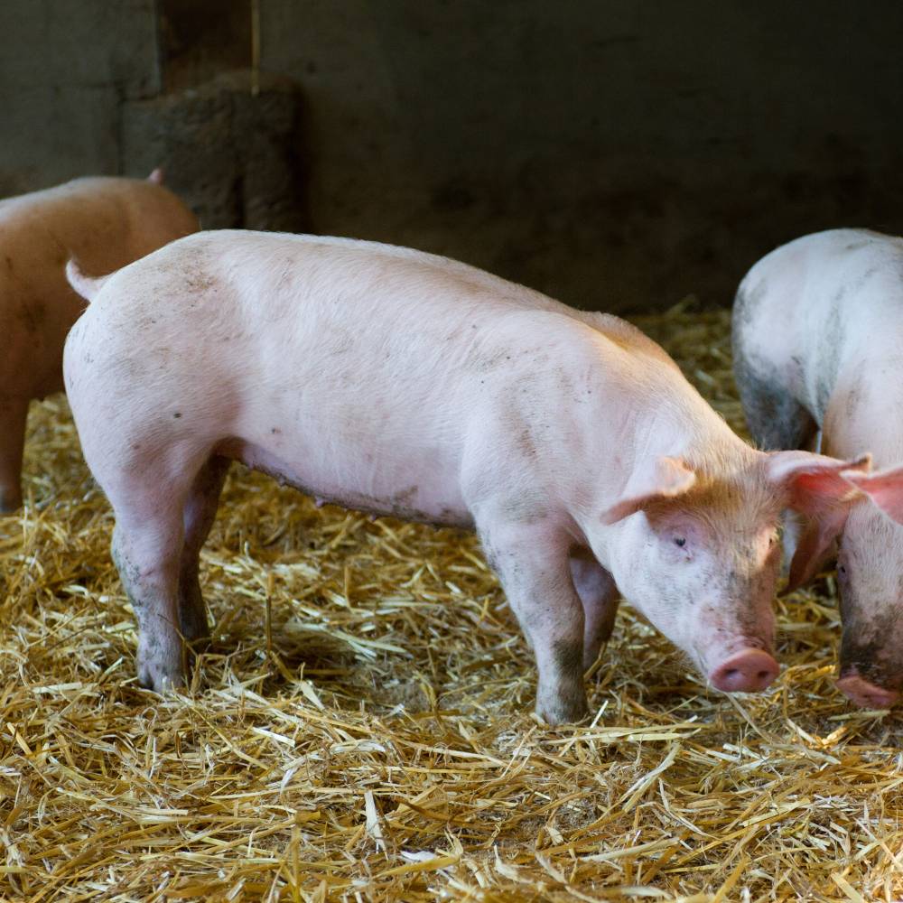 Vente de cochon rose fermier