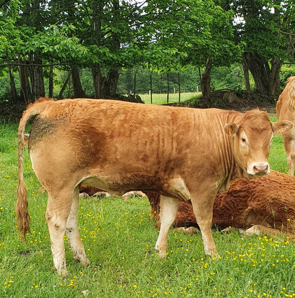 Vente de viande de veau